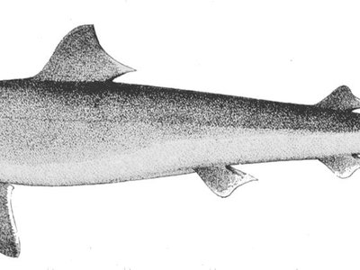Galeorhinus galeus