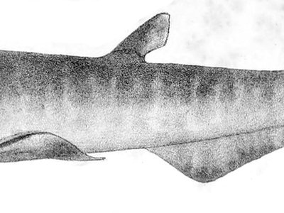 Galeus atlanticus