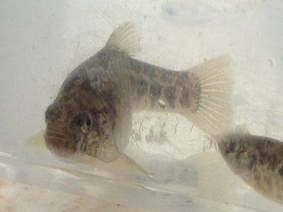 Gambusia nobilis