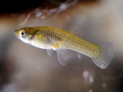 Gambusia