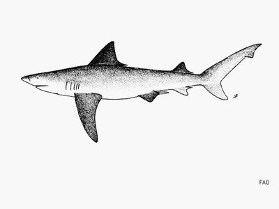 Ganges Shark