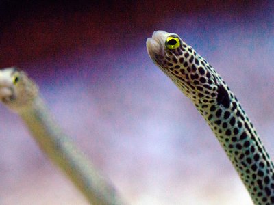 Garden Eel