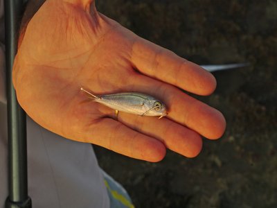Garfishes