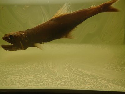 Gargaropteron