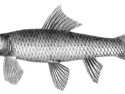 Garra gotyla
