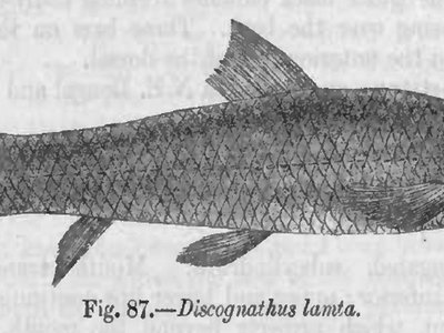Garra lamta