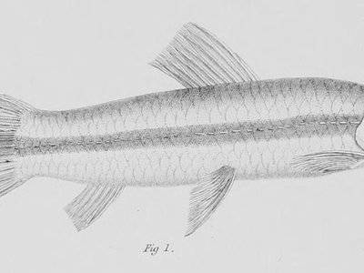 Garra mullya