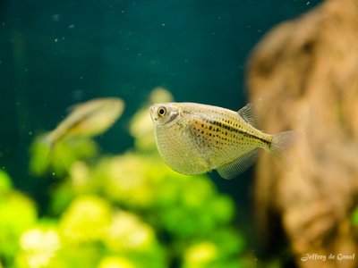 Gasteropelecidae
