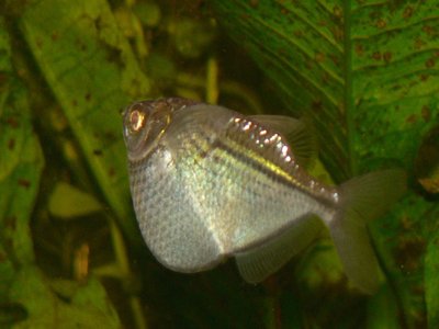 Gasteropelecus