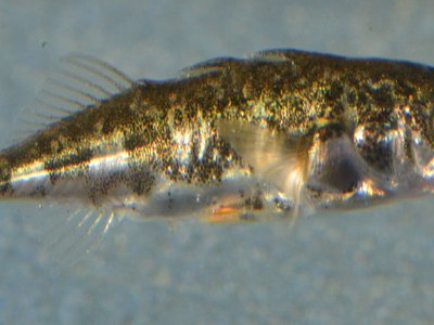 Gasterosteidae