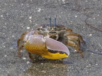 Gelasimus