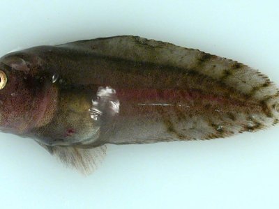 Gelatinous Snailfish