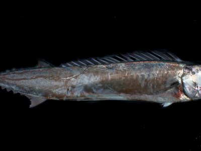 Gempylidae