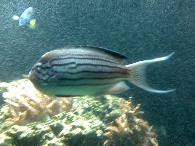 Genicanthus