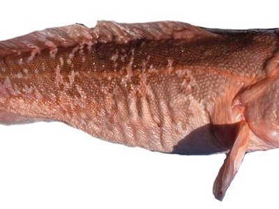 Genypterus blacodes