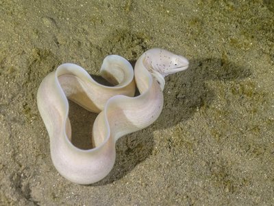 Geometric Moray