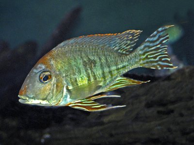 Geophagus altifrons