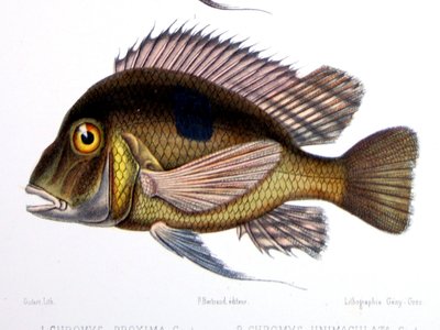 Geophagus Proximus