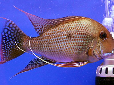 Geophagus