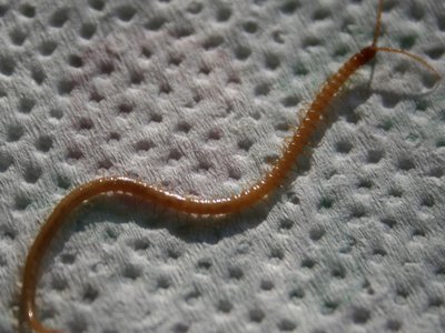 Geophilus