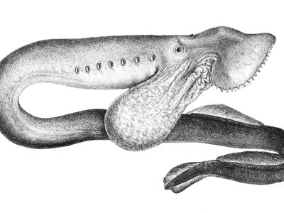 Geotria australis