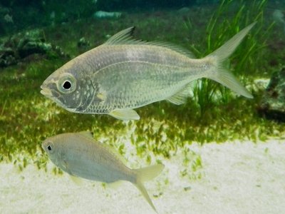 Gerres equulus