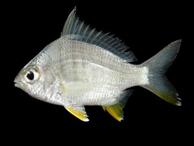 Gerres erythrourus