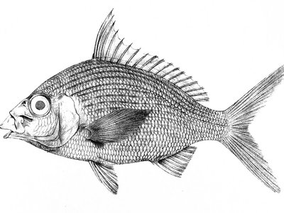 Gerres longirostris