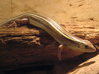 Gerrhosaurus