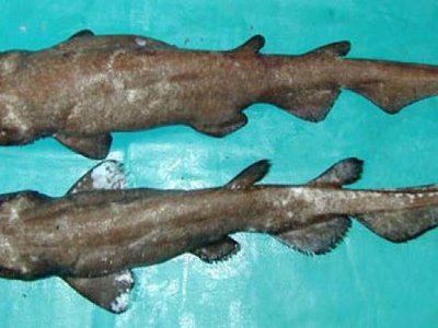 Ghost Catshark