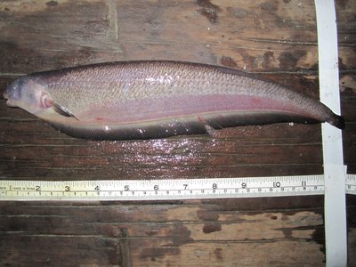 Ghost Knifefish