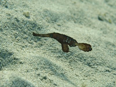 Ghostfish