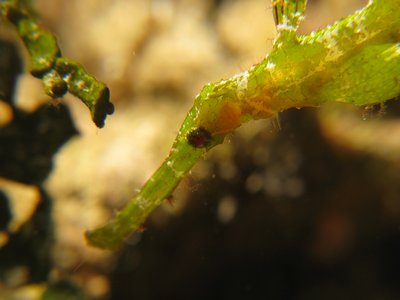 Ghostpipefish