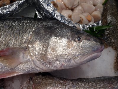 Giant African Threadfin