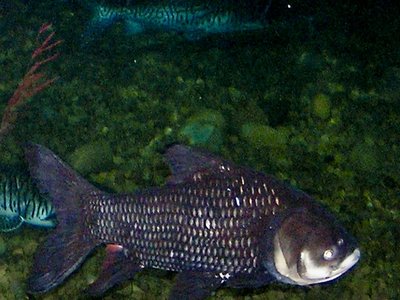 Giant Barb