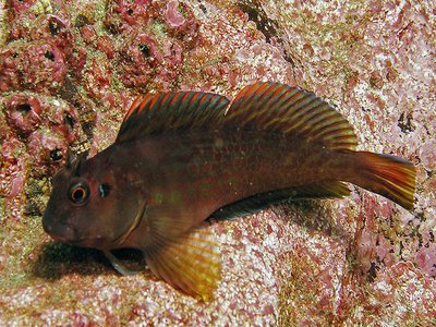 Giant Blenny