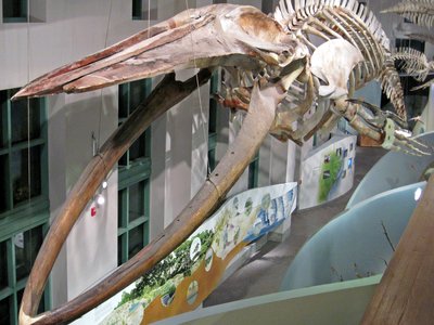 Giant Bottlenose