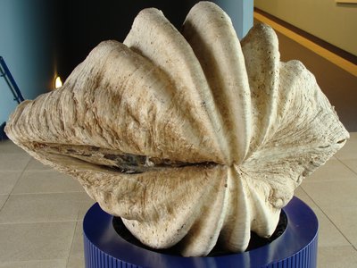 Giant Clam