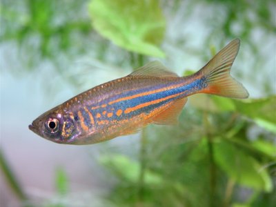 Giant Danio
