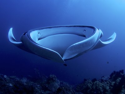 Giant Devil Ray
