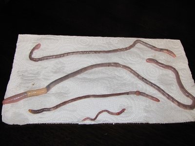 Giant Earthworm
