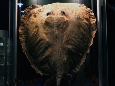 Giant Freshwater Stingray