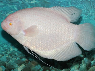 Giant Gourami