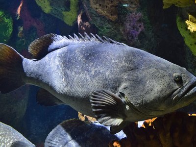 Giant Grouper
