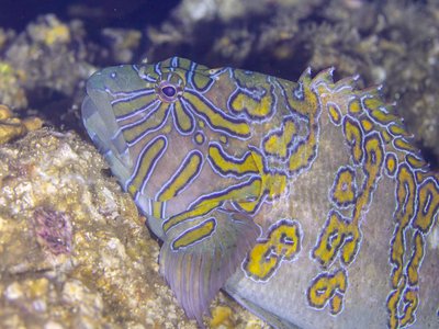 Giant Hawkfish