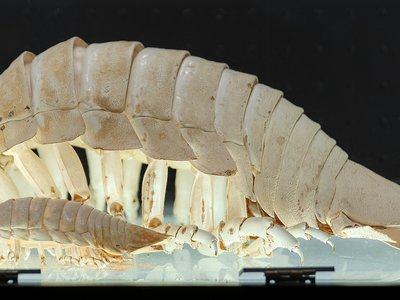 Giant Isopod