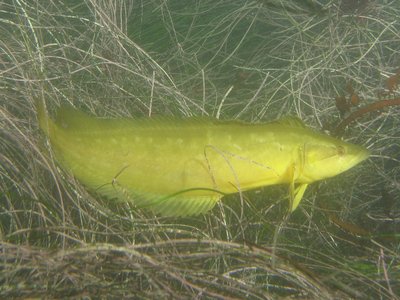 Giant Kelpfish