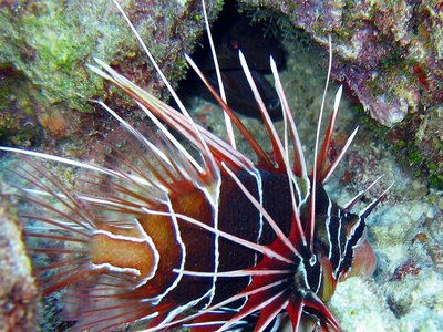 Giant Lionfish