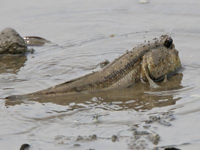 Giant Mudskipper