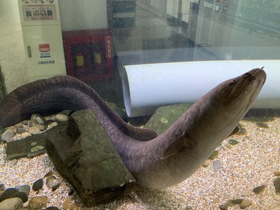 Giant Muraena